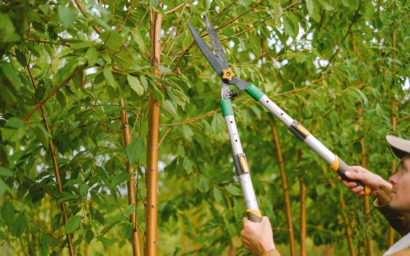 Tree trimming in Marshfield, WI